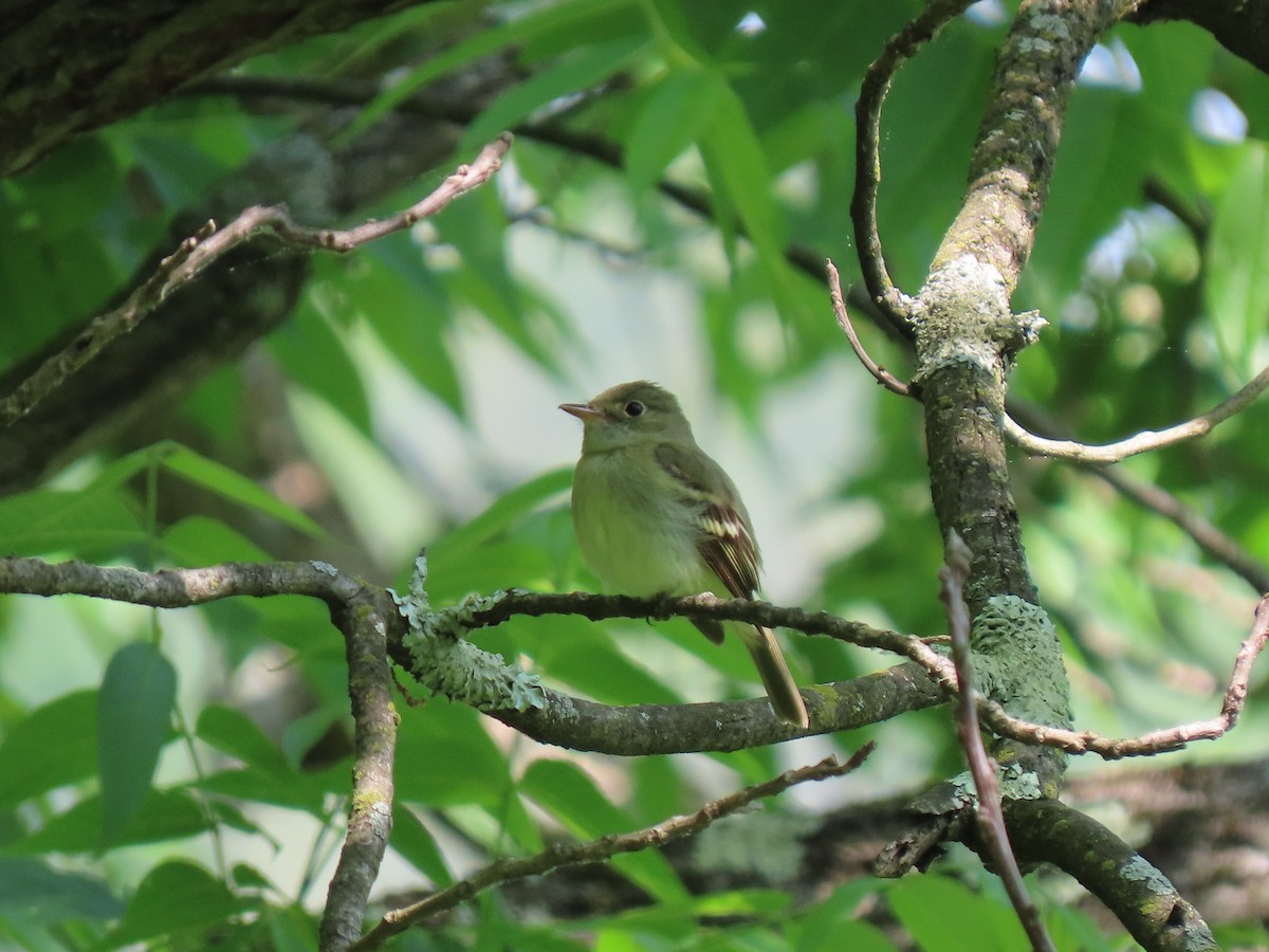 Acadian Flycatcher - ML580097981