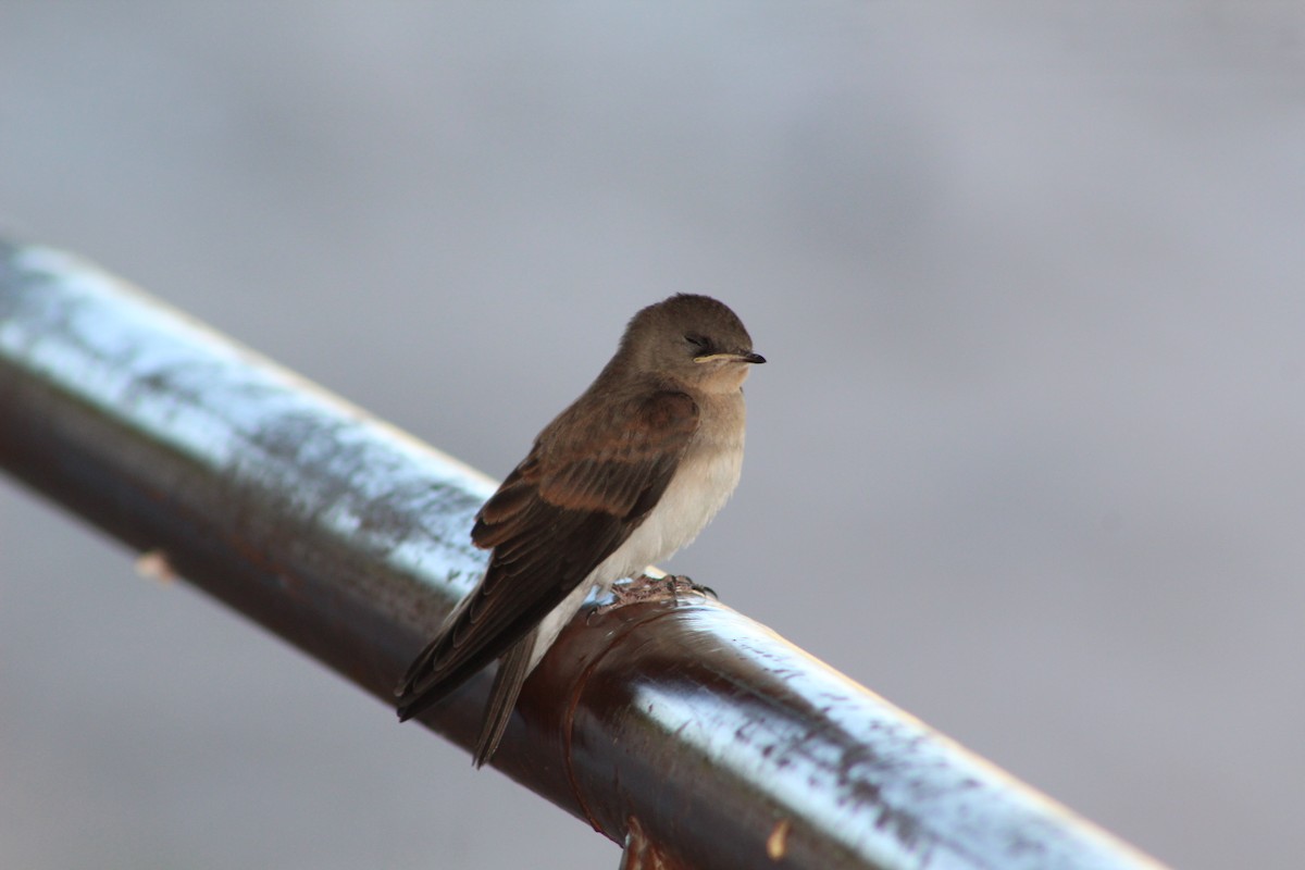 Northern Rough-winged Swallow - ML580098081