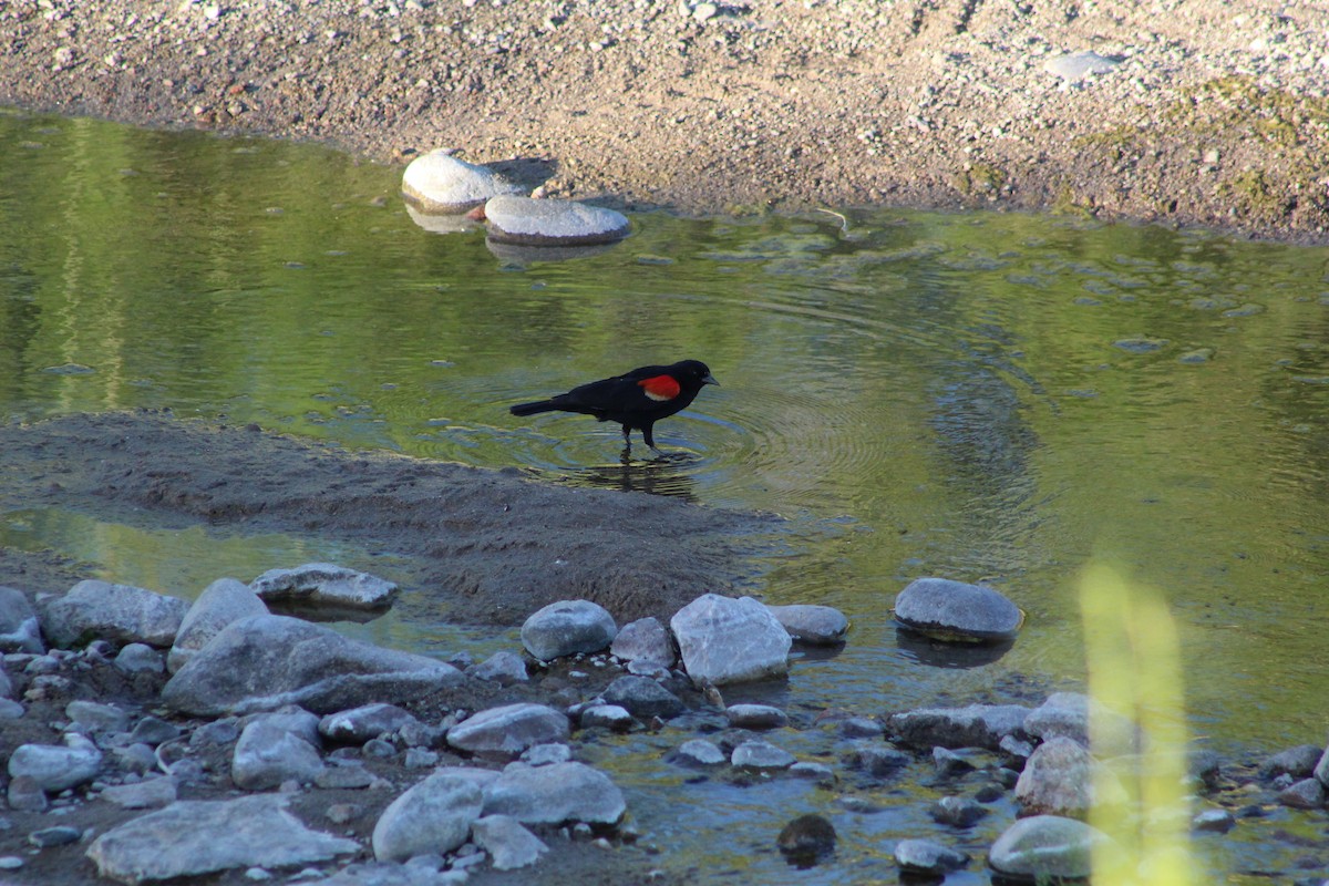Red-winged Blackbird - ML580098361