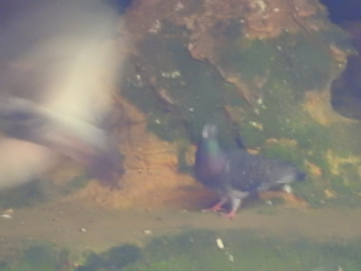 Rock Pigeon (Feral Pigeon) - Isaiah Craft