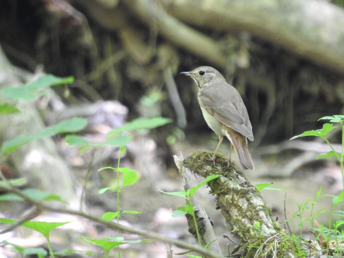 Hermit Thrush - ML580100371