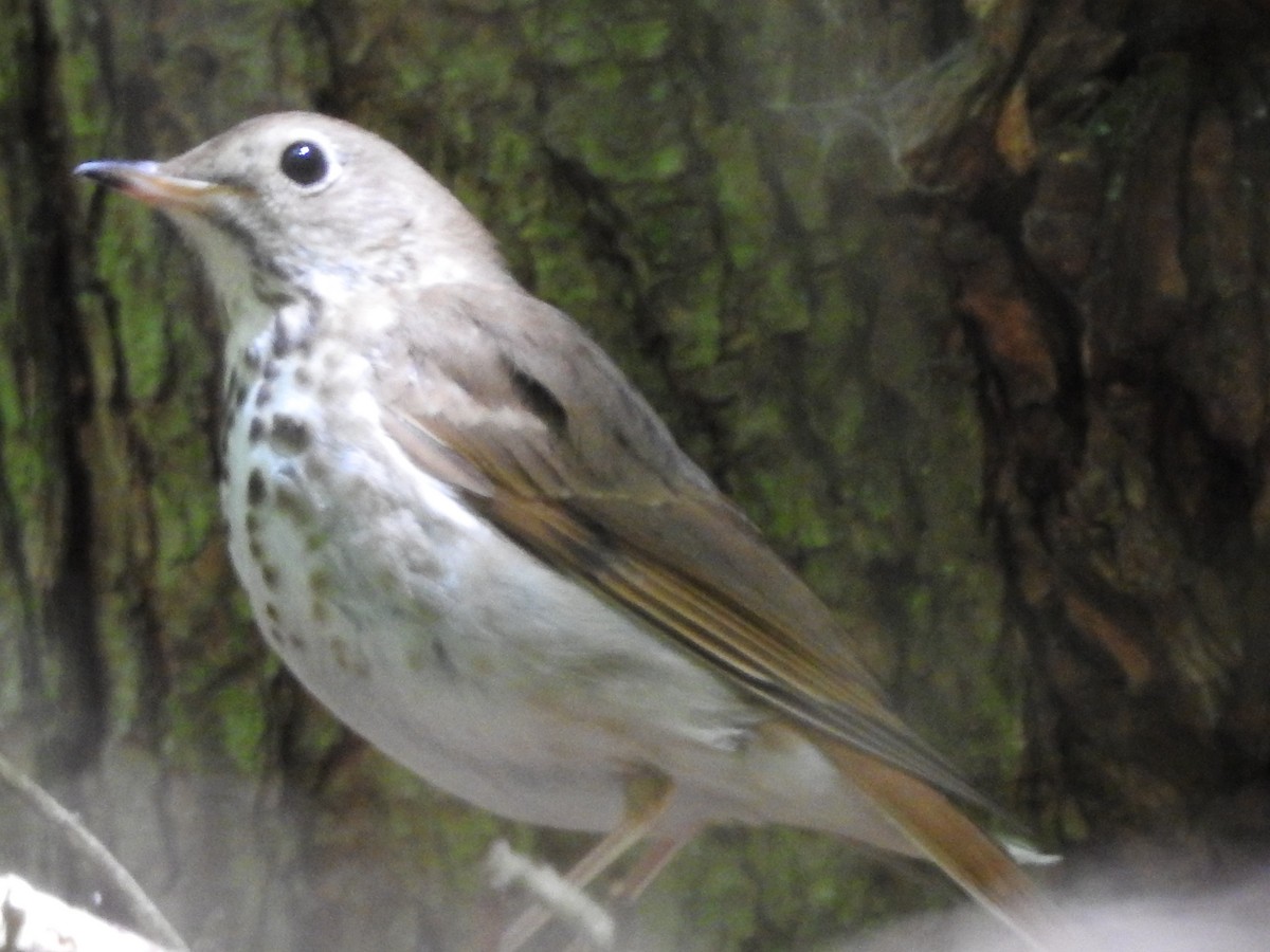 Hermit Thrush - ML580100401