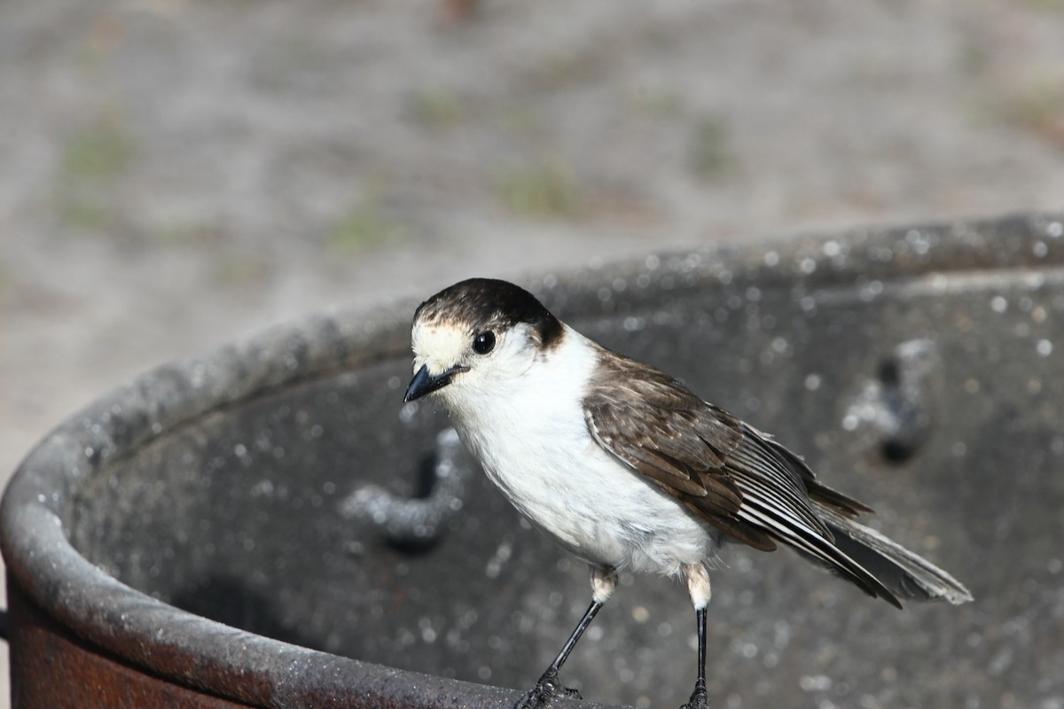 Canada Jay (Pacific) - ML580100571