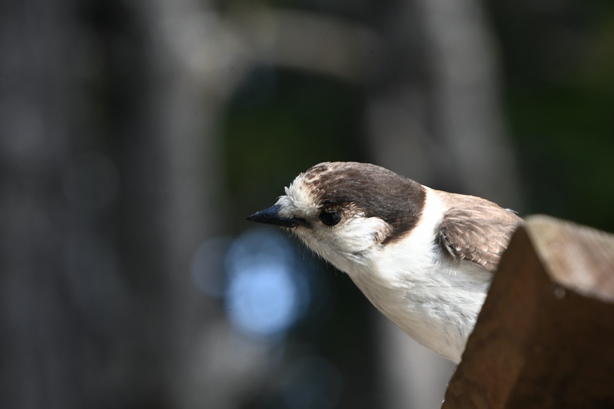 Canada Jay (Pacific) - ML580100581