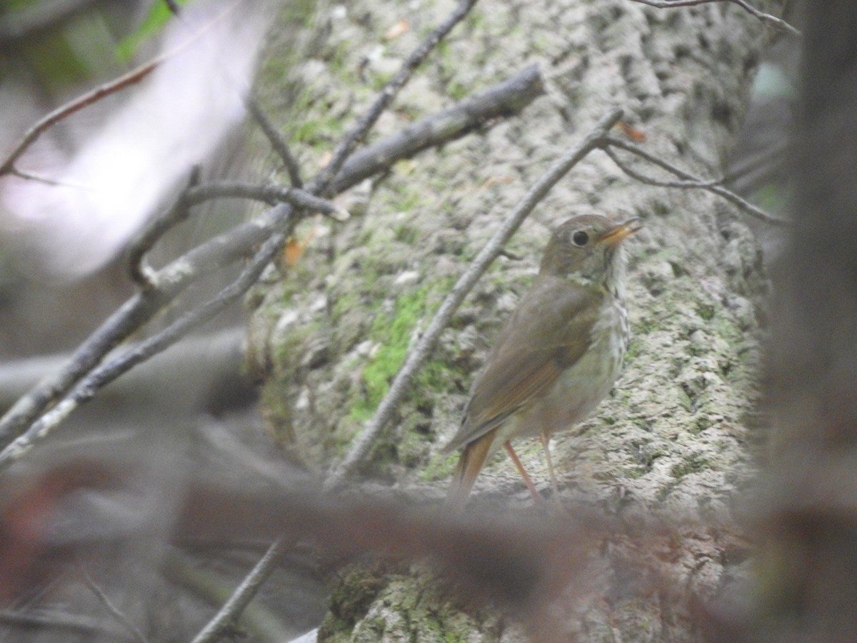 Hermit Thrush - ML580100931