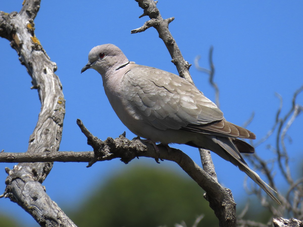 Eurasian Collared-Dove - ML580101321