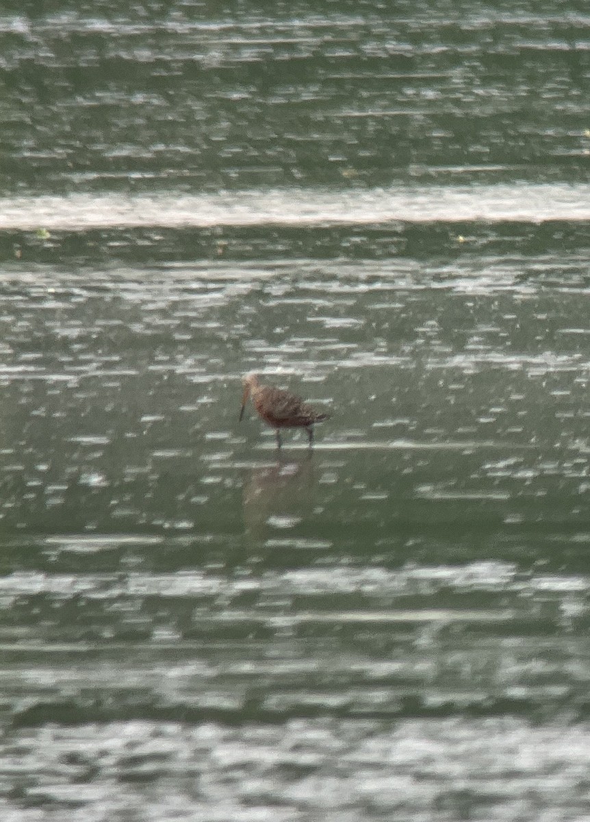 Hudsonian Godwit - ML580101331