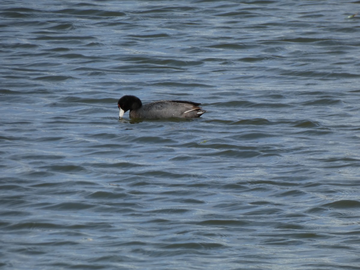 American Coot - ML580101341