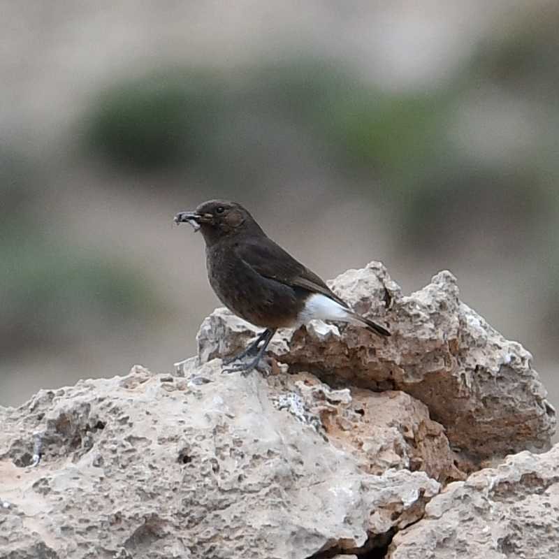 Black Wheatear - ML580101911