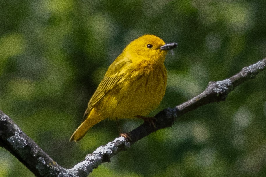 Yellow Warbler - ML580102511