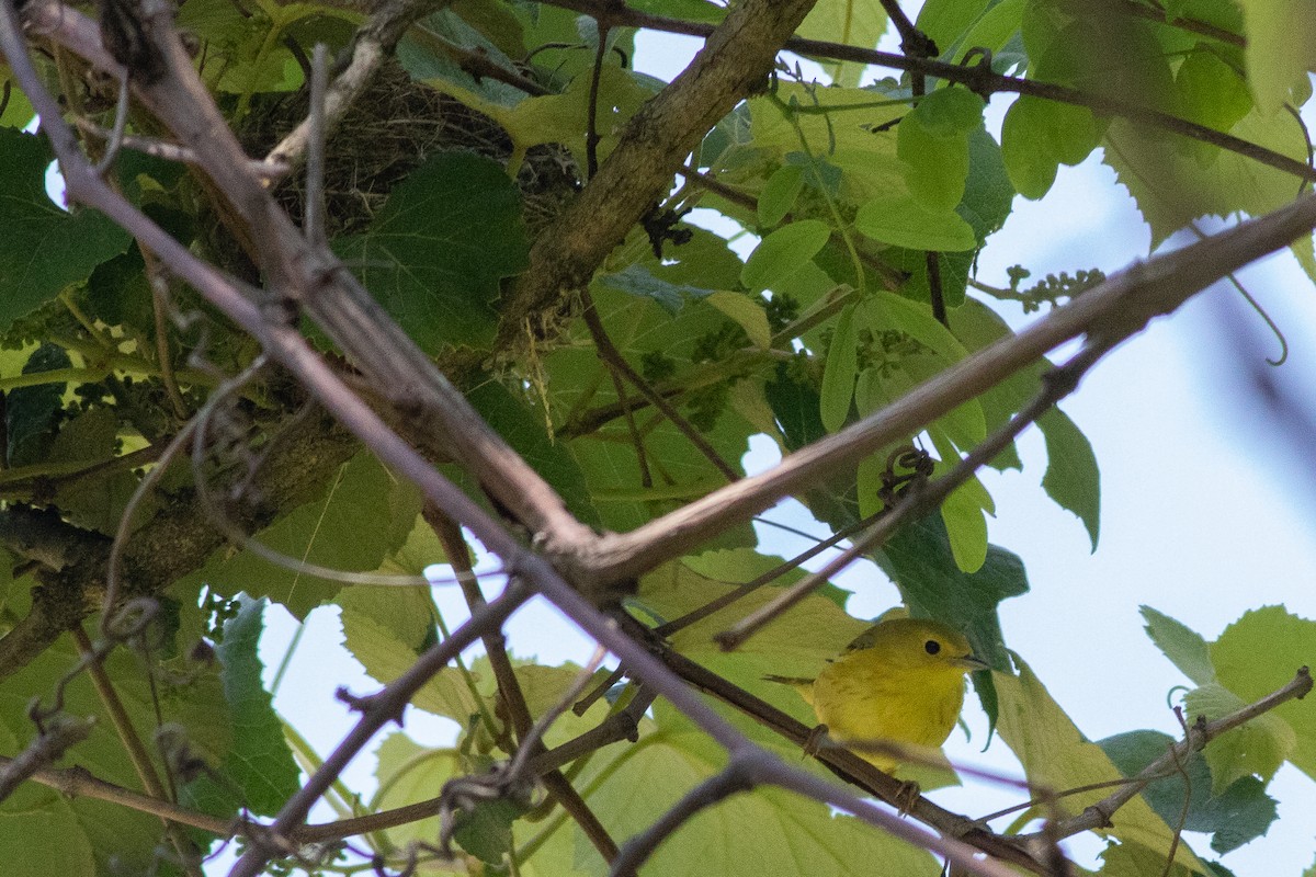 Paruline jaune - ML580102531