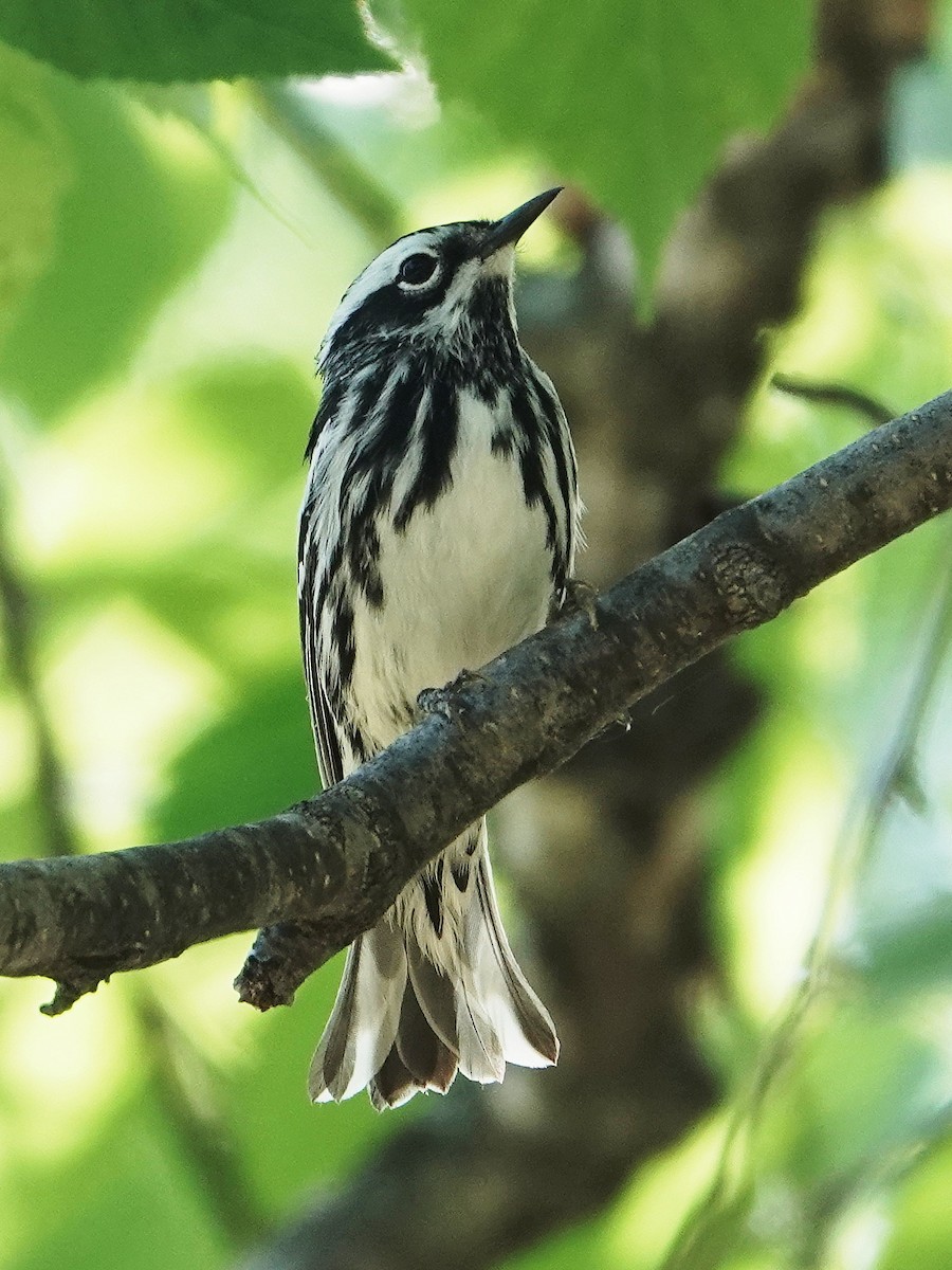 Black-and-white Warbler - ML580102551