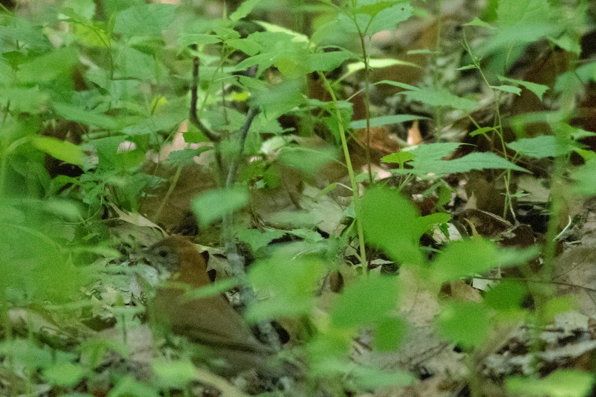 Wood Thrush - ML580102591