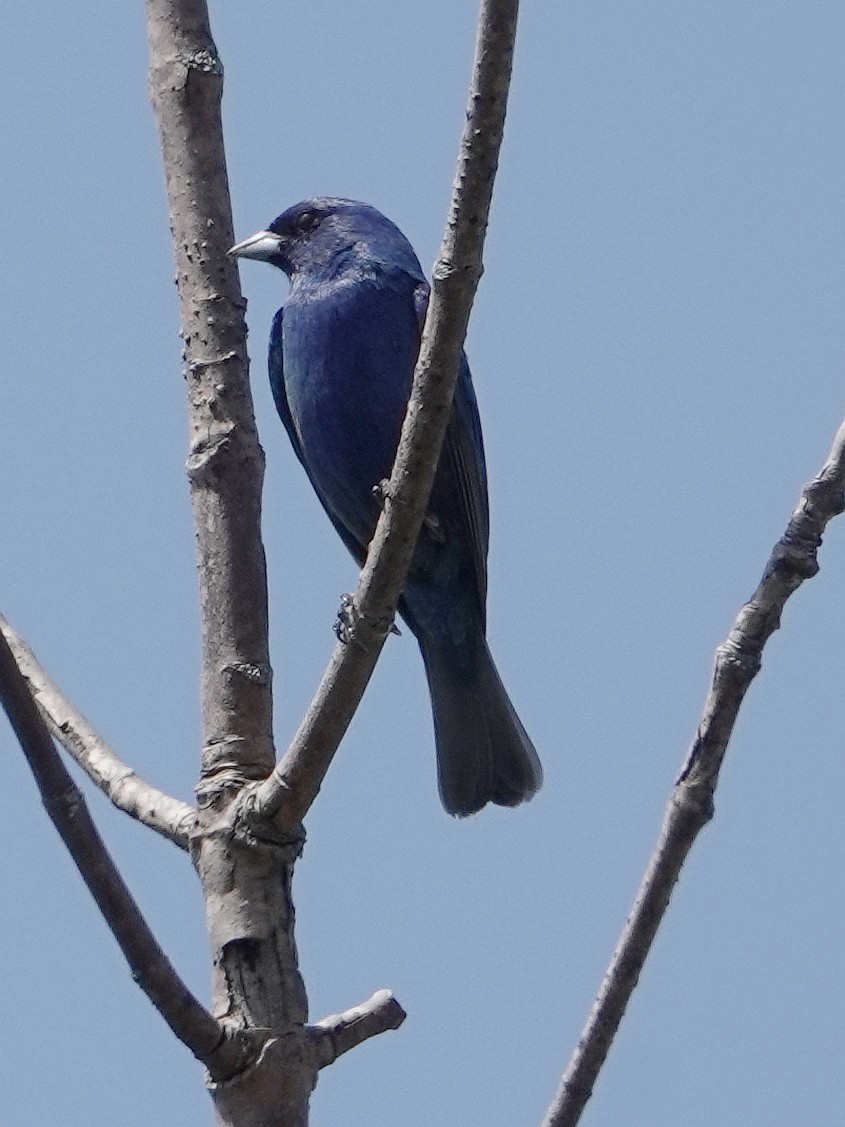 Passerin indigo - ML580102821