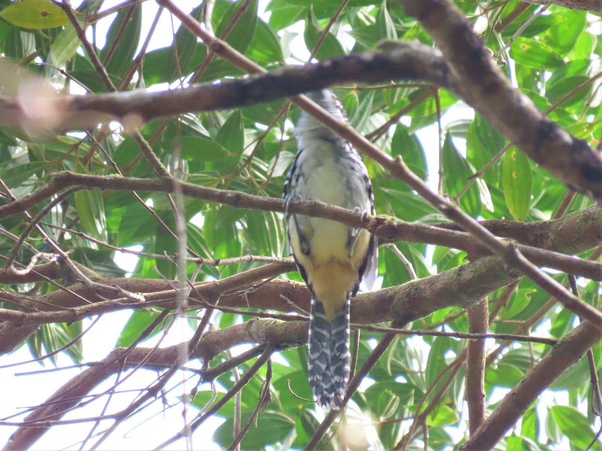 Spot-backed Antshrike - ML580102841