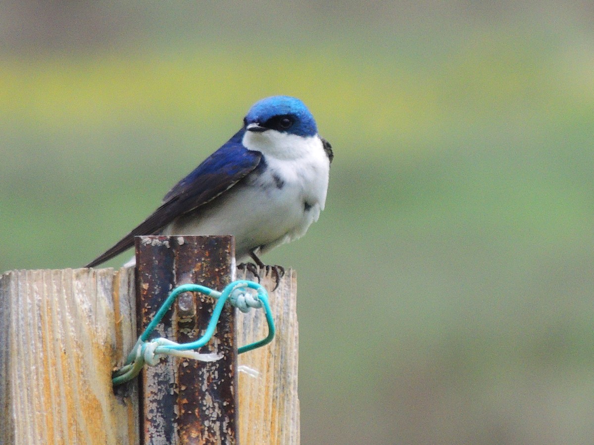 Golondrina Bicolor - ML580103341