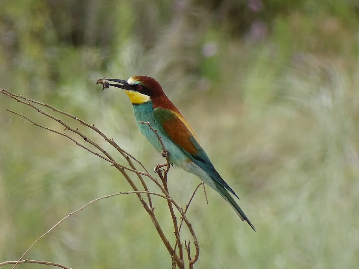 European Bee-eater - ML580103441