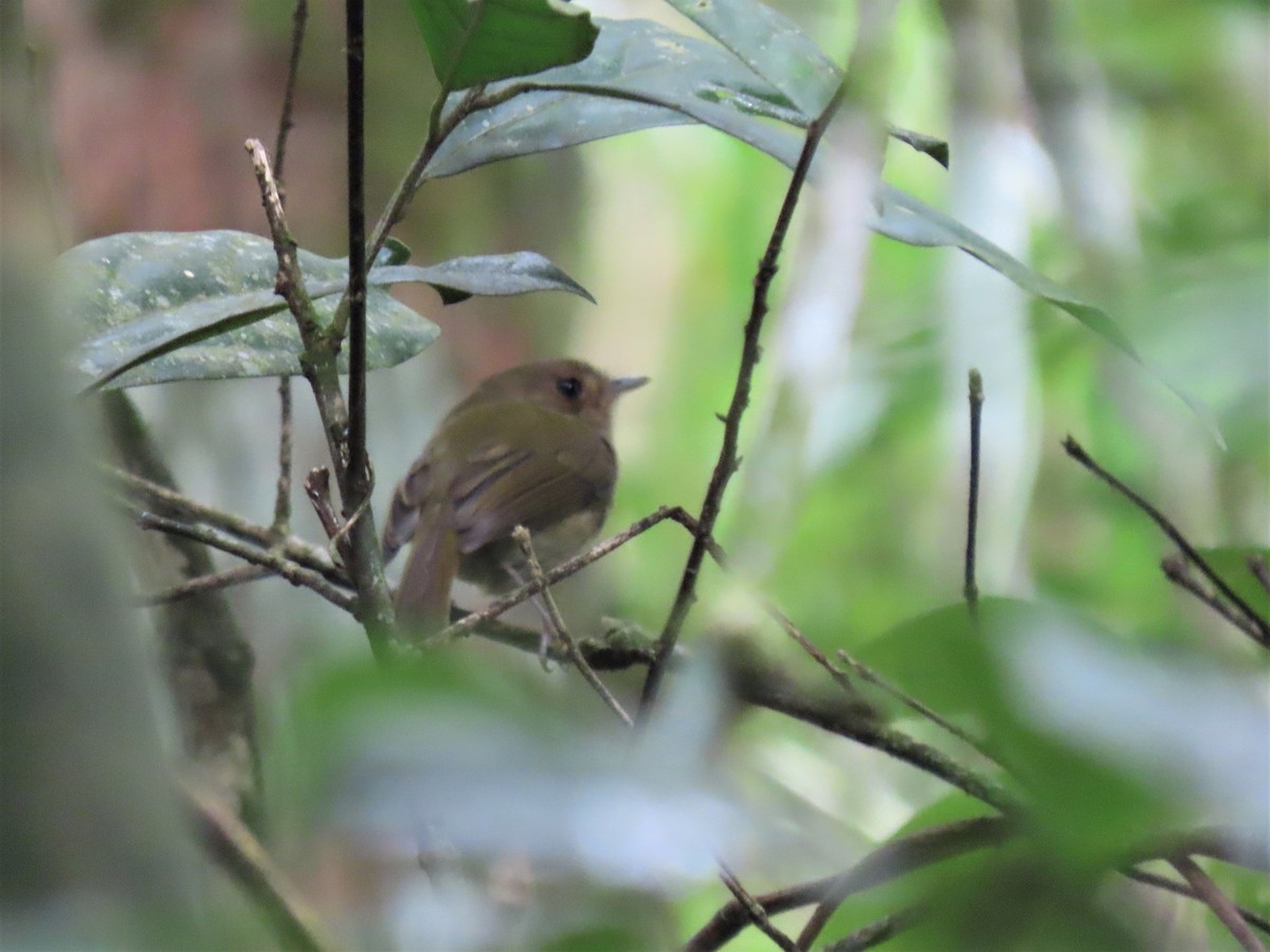 Brown-breasted Pygmy-Tyrant - ML580103531