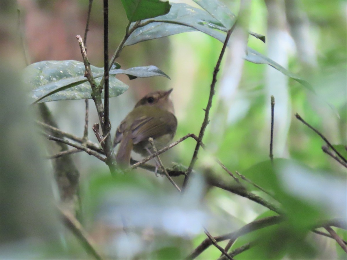 Brown-breasted Pygmy-Tyrant - ML580103541