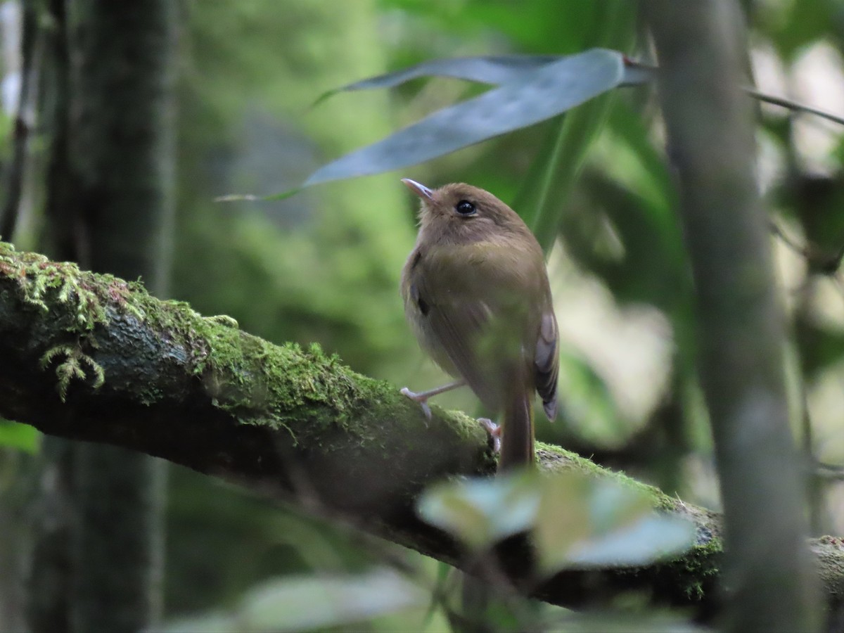 Brown-breasted Pygmy-Tyrant - ML580103641