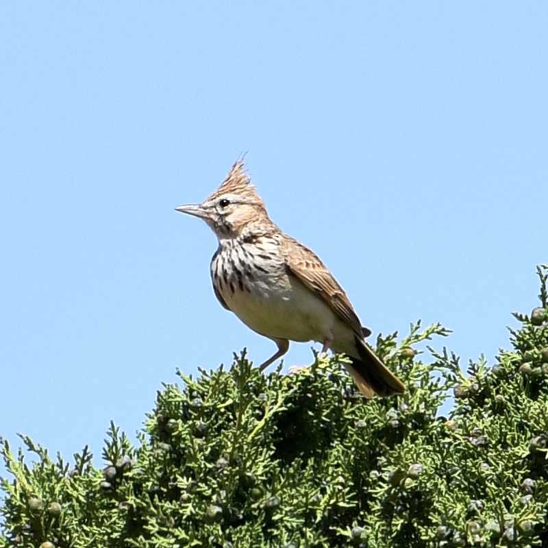 Thekla's Lark - ML580103651