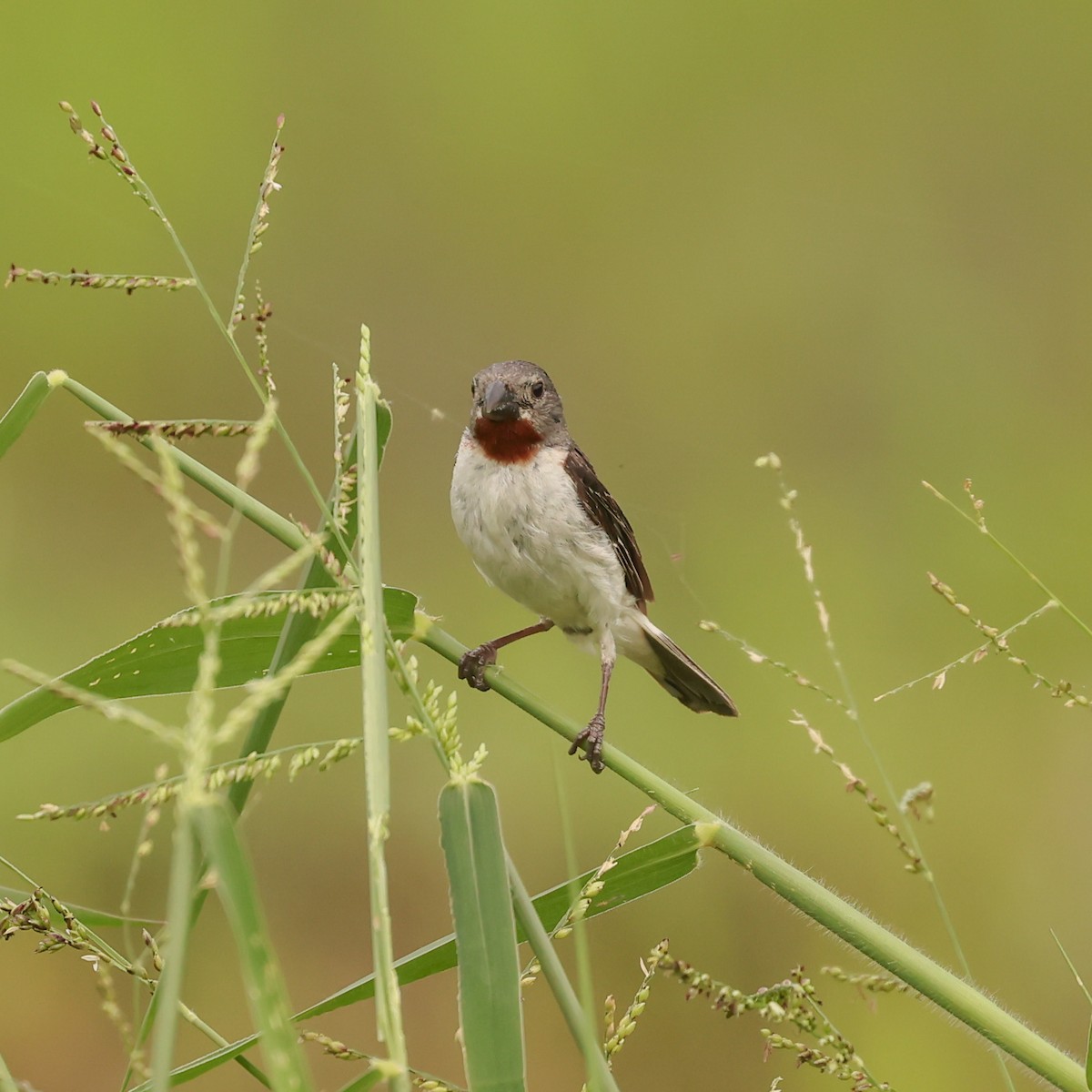 Chestnut-throated Seedeater - ML580105221