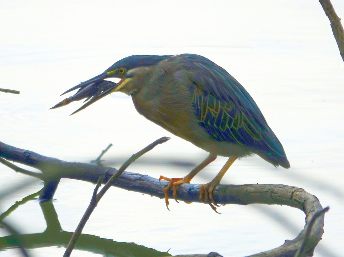 Striated Heron - Paul Bartlett