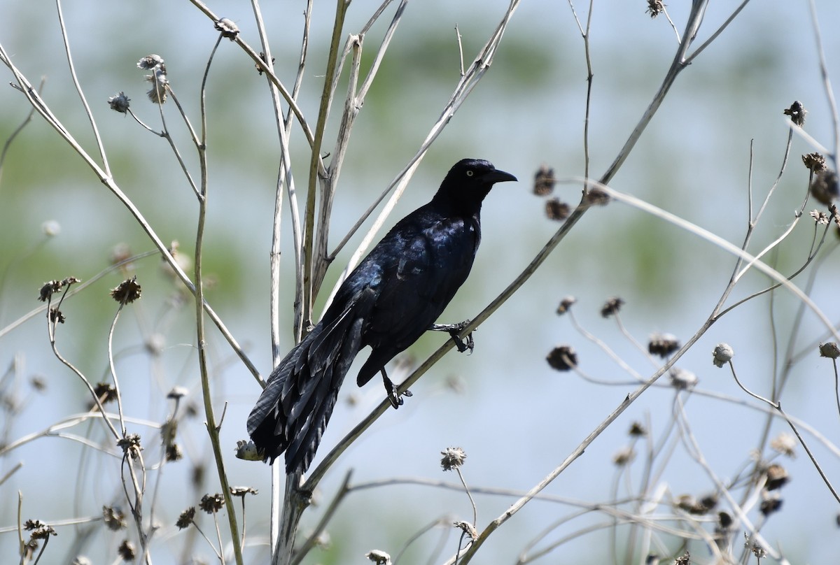 Great-tailed Grackle - ML580106481