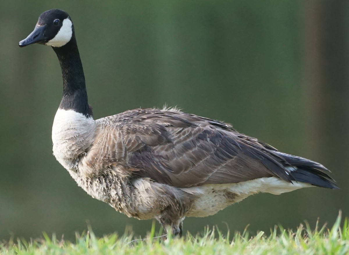 Canada Goose - ML580106591