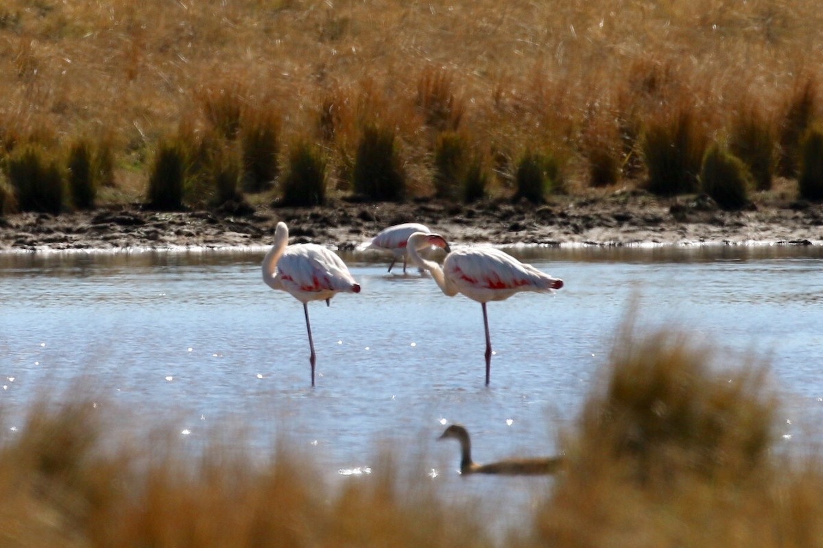 Greater Flamingo - ML580106931