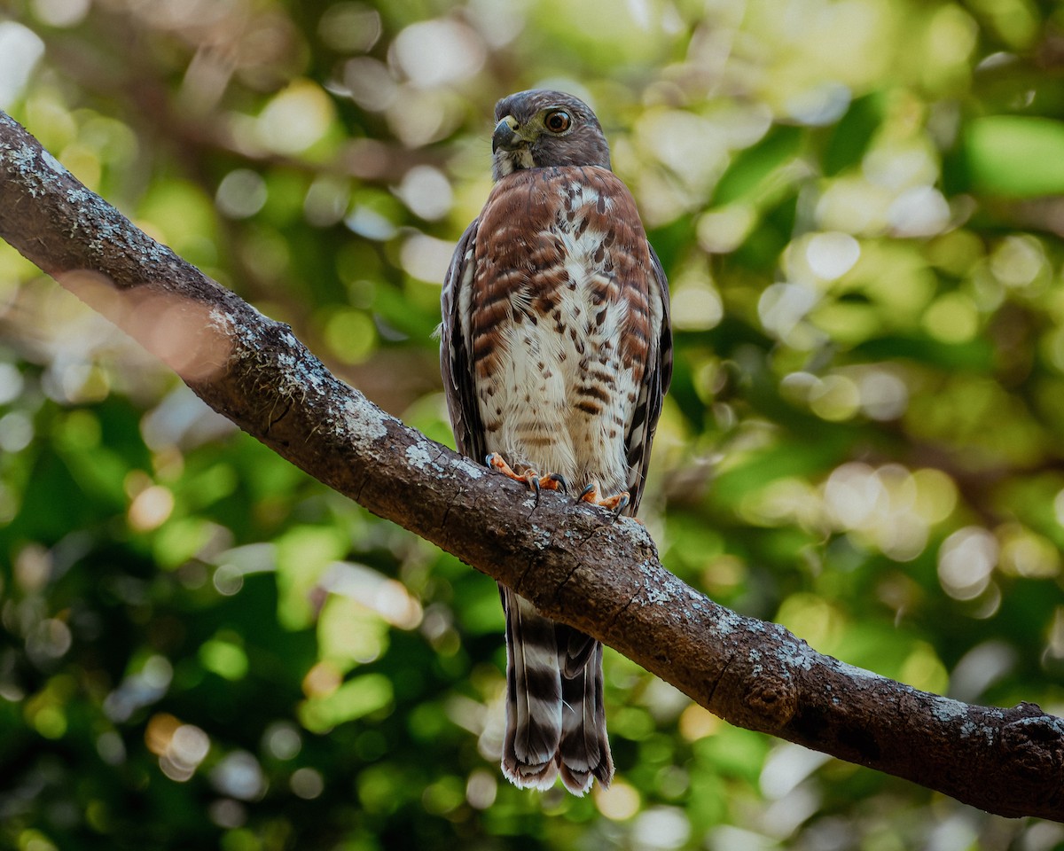 Double-toothed Kite - ML580106951