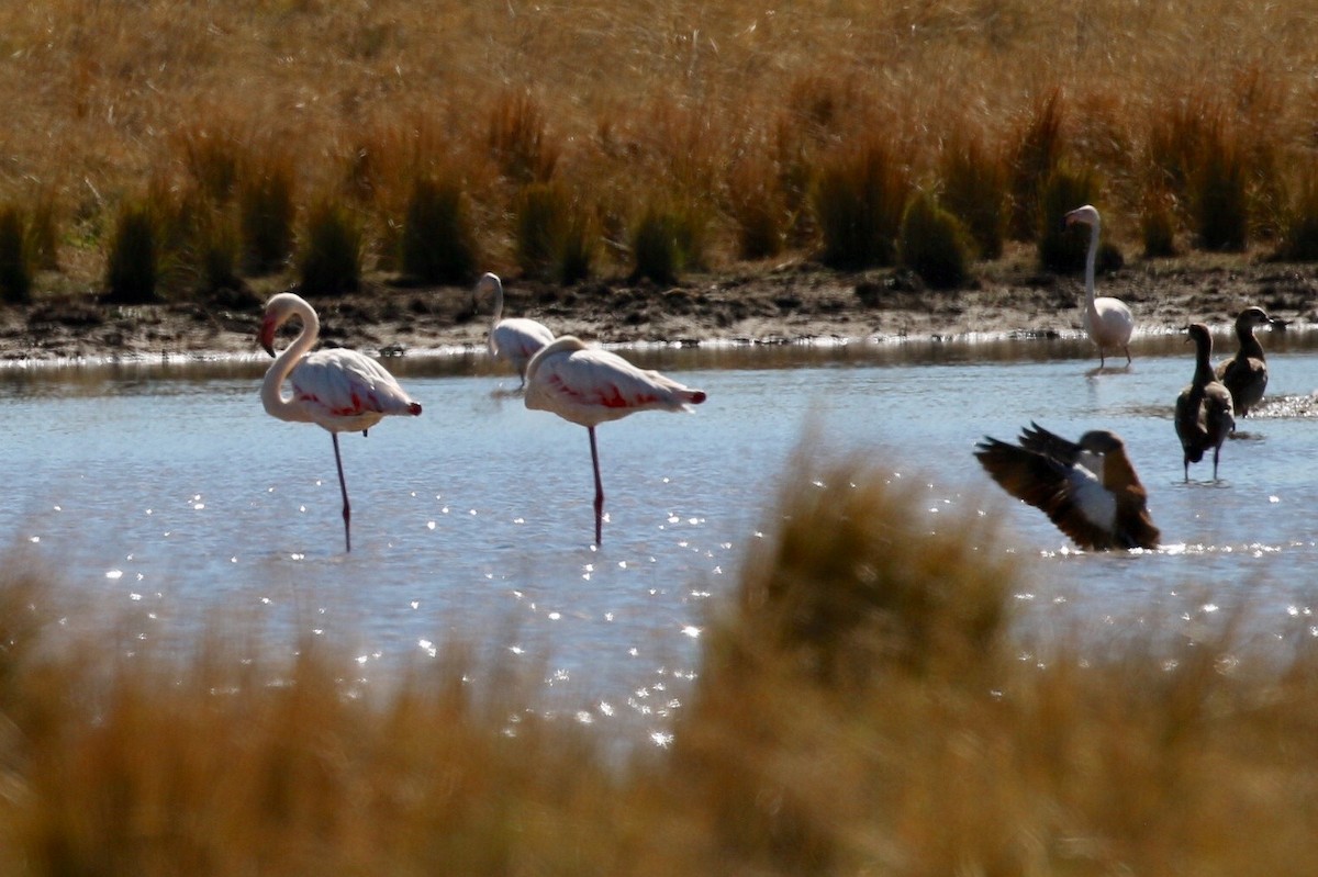 Greater Flamingo - ML580106971