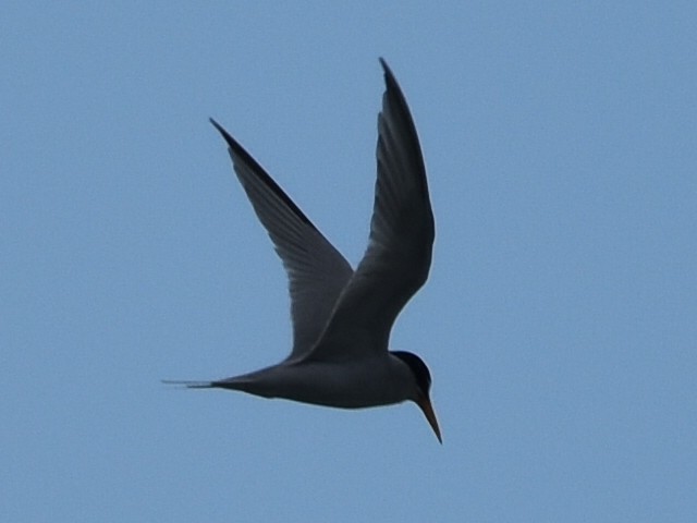 Least Tern - ML580107391