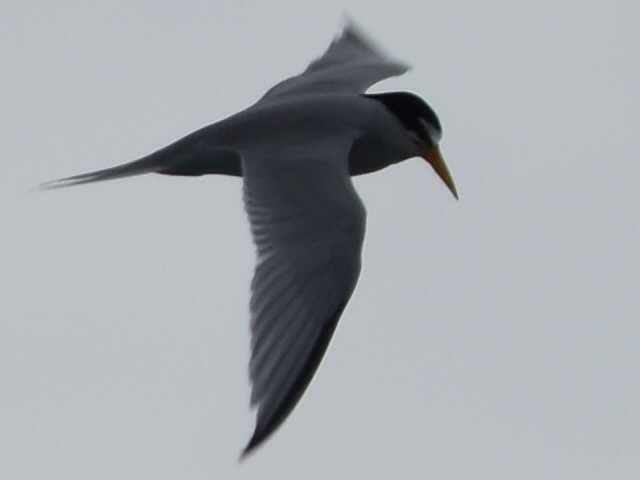 Least Tern - ML580107401