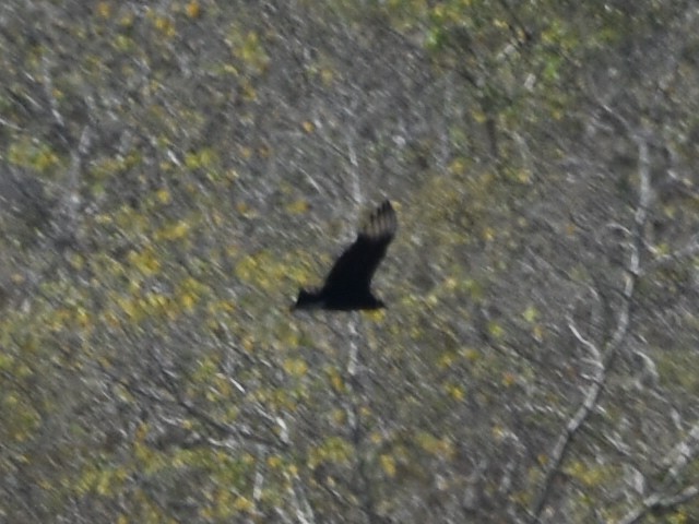 Black Vulture - Laurenske Sierkstra