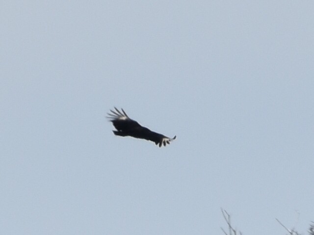 Black Vulture - Laurenske Sierkstra