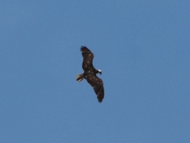 Águila Pescadora - ML580107881