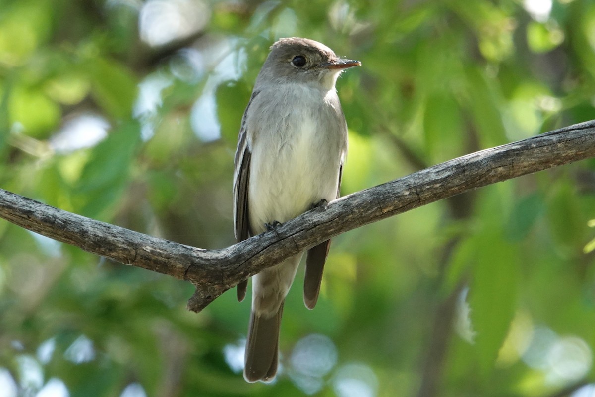 Western Wood-Pewee - Rob Veghte