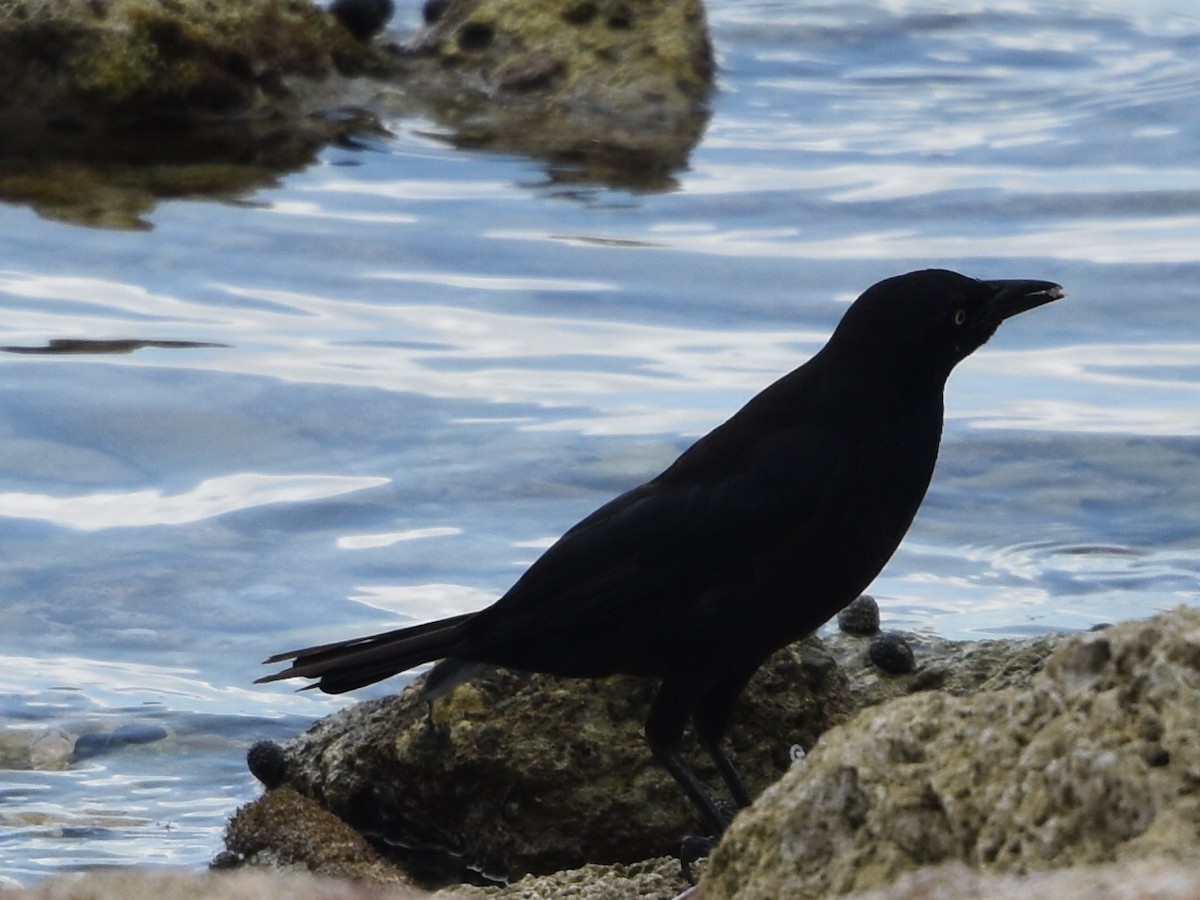 Carib Grackle - ML580108131