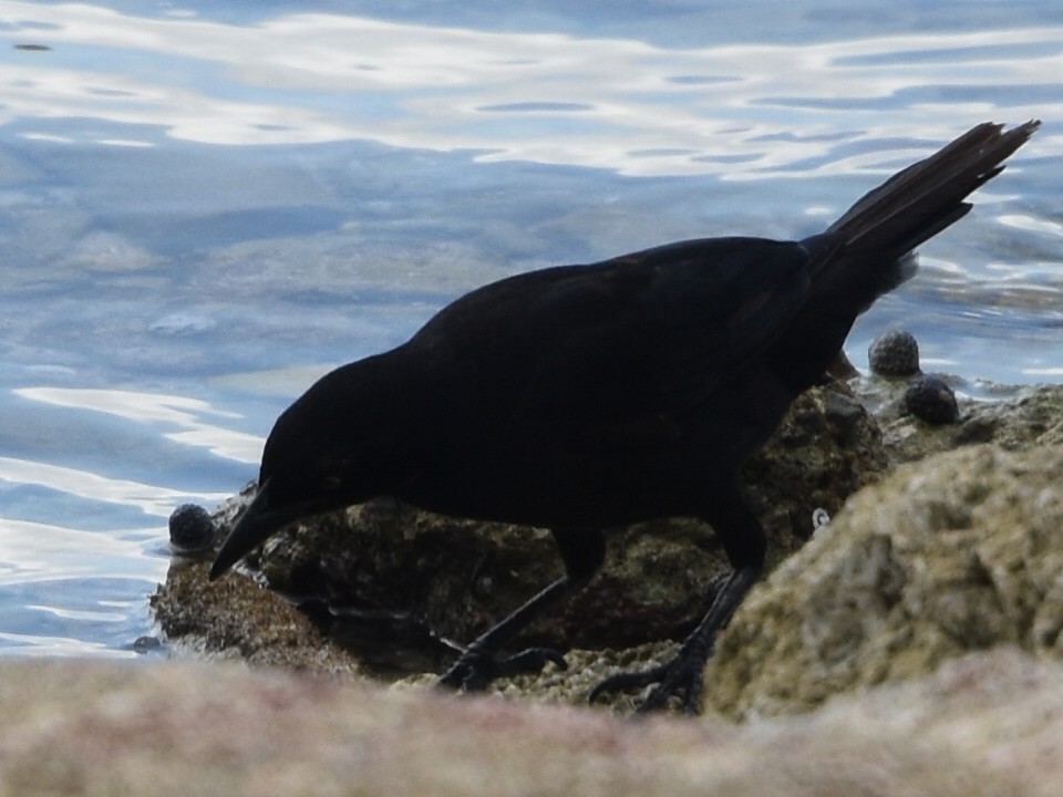 Carib Grackle - Laurenske Sierkstra