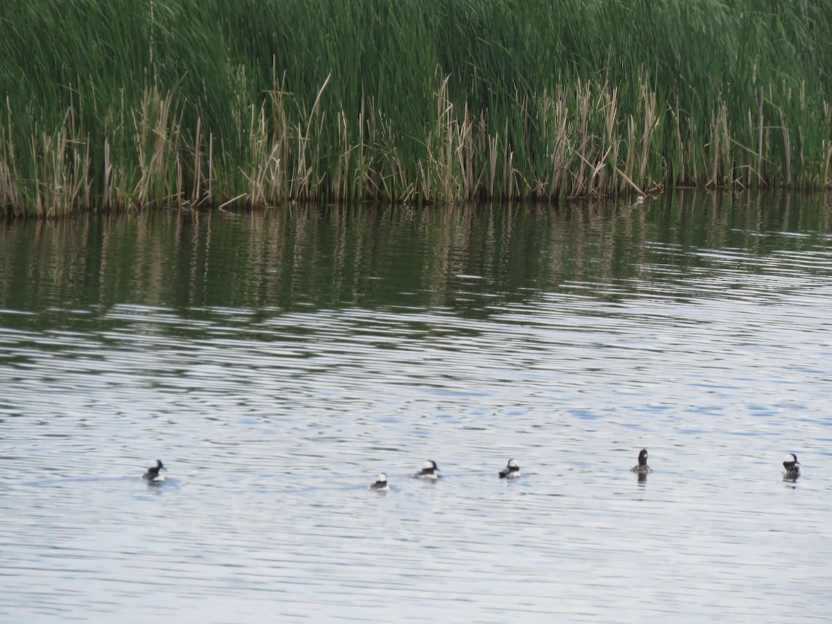 Bufflehead - ML580108271