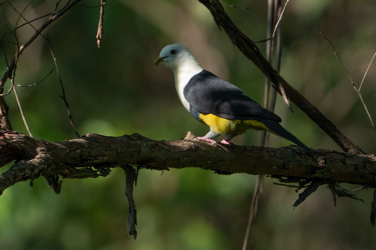 Black-backed Fruit-Dove - ML580108431