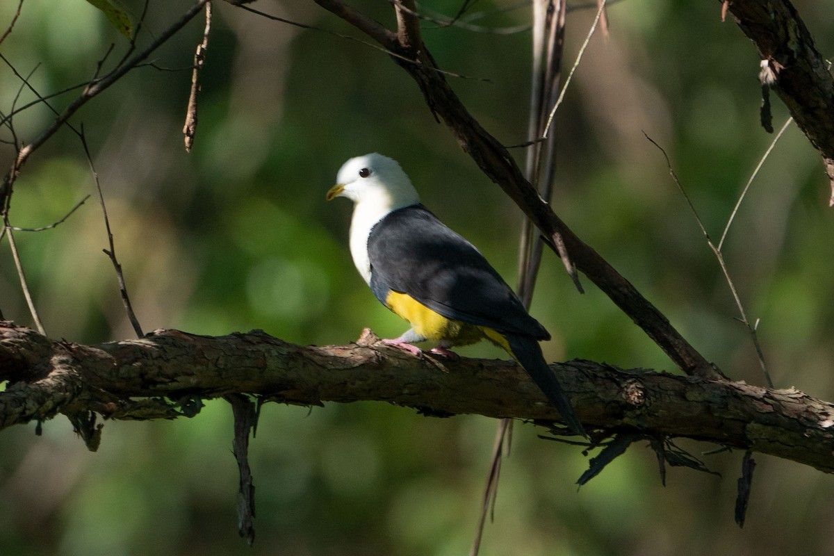 Black-backed Fruit-Dove - ML580108441