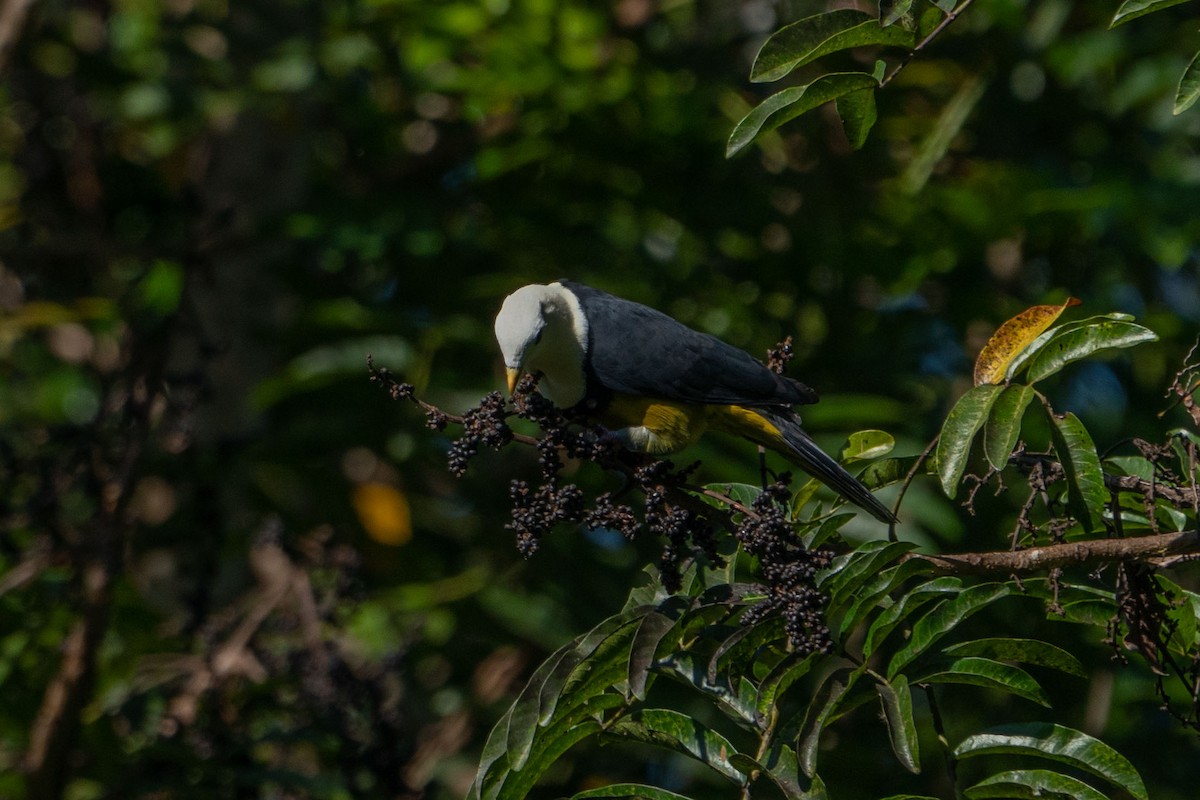 Black-backed Fruit-Dove - ML580108511