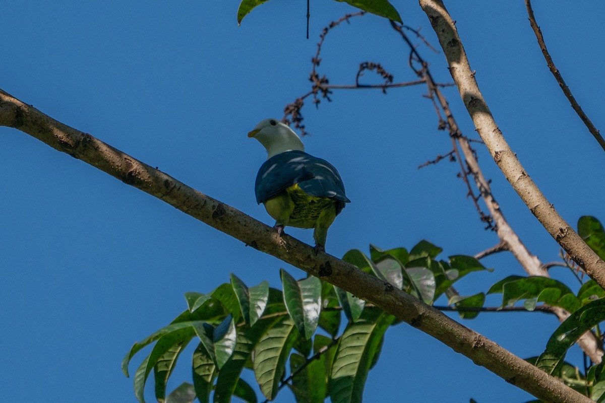 Black-backed Fruit-Dove - Jafet Potenzo Lopes