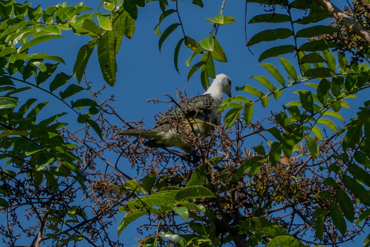 Black-backed Fruit-Dove - ML580108551