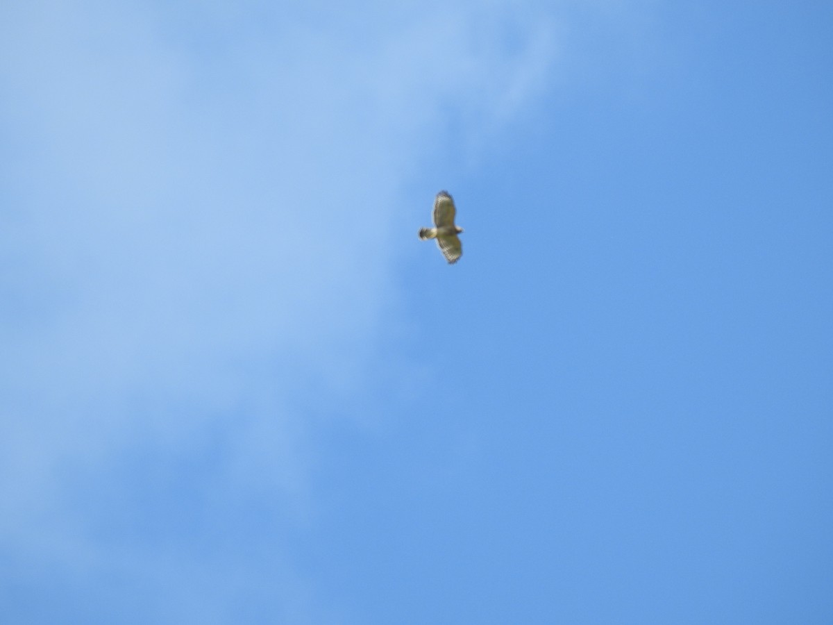 Red-shouldered Hawk - ML580109331