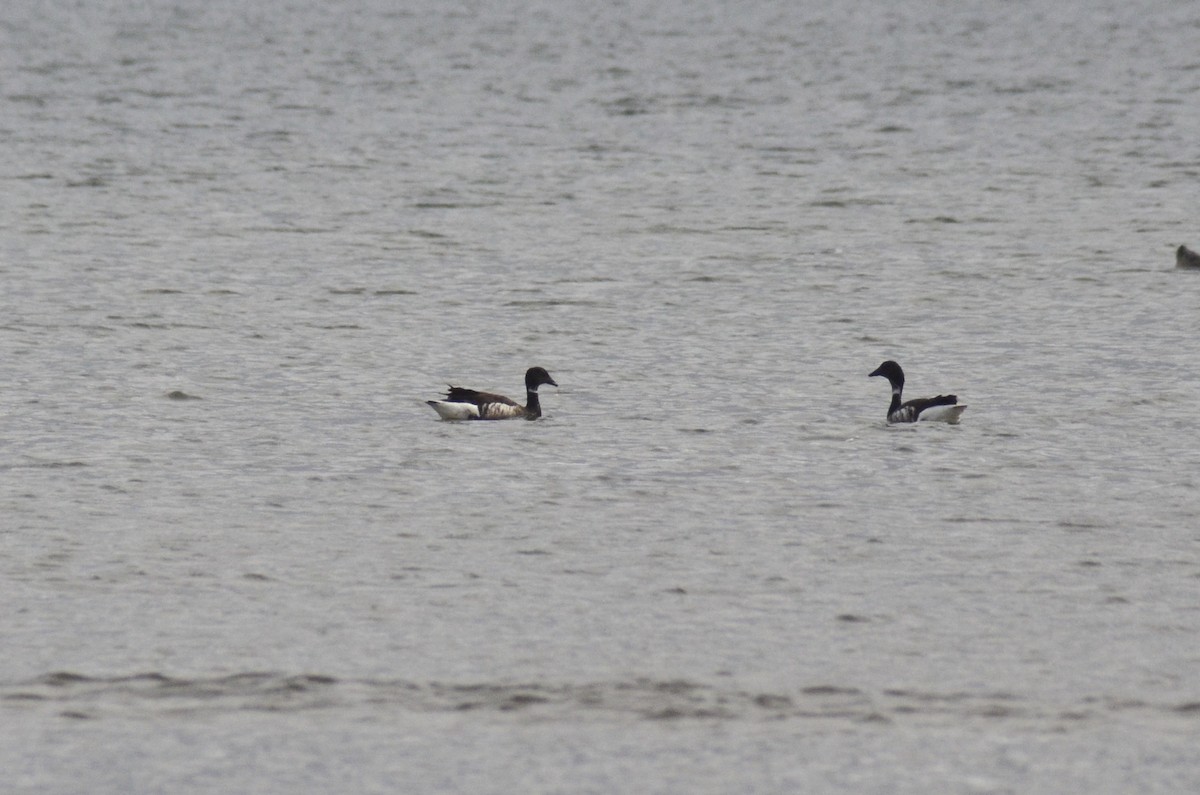 Branta musubeltza (nigricans) - ML580109541