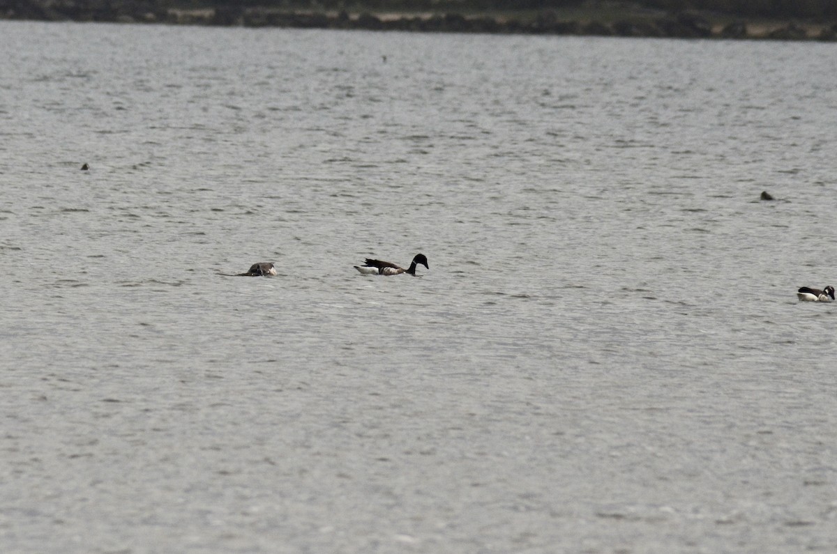 Branta musubeltza (nigricans) - ML580109571