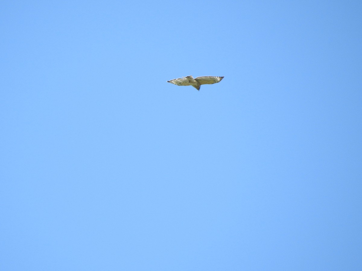 Red-shouldered Hawk - ML580109591